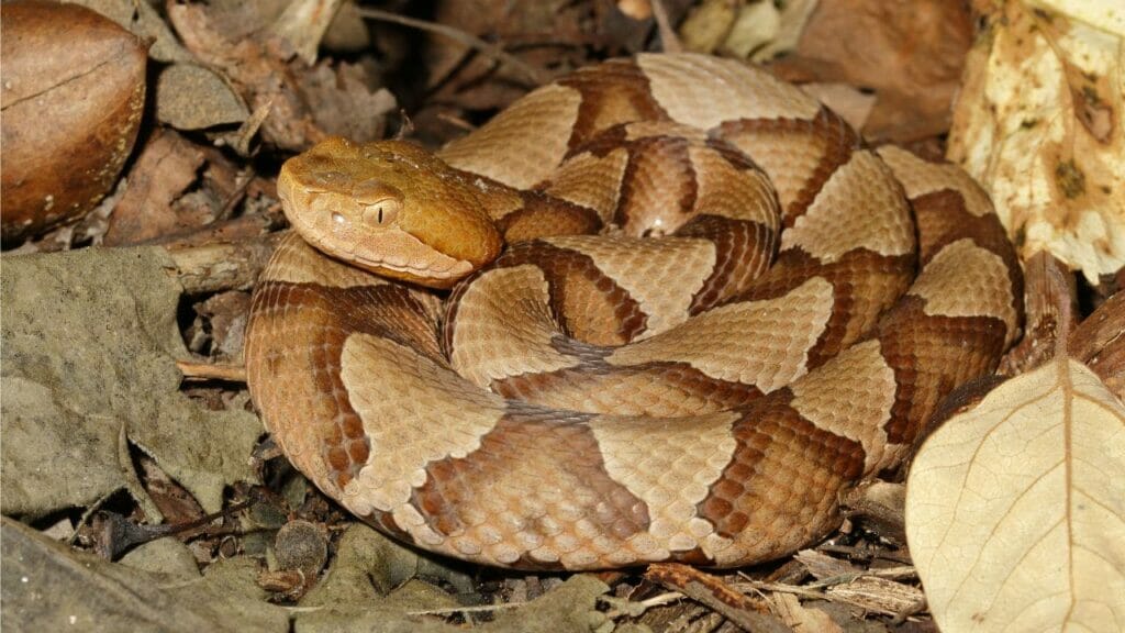 Copperhead es una de las serpientes más venenosas de EE. UU.