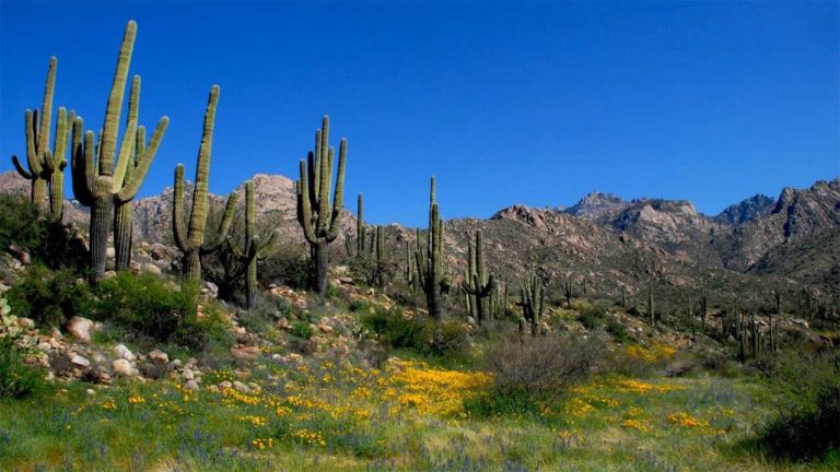 Descubre los parques estatales más destacados de Arizona