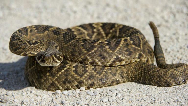 Las serpientes más venenosas en Estados Unidos
