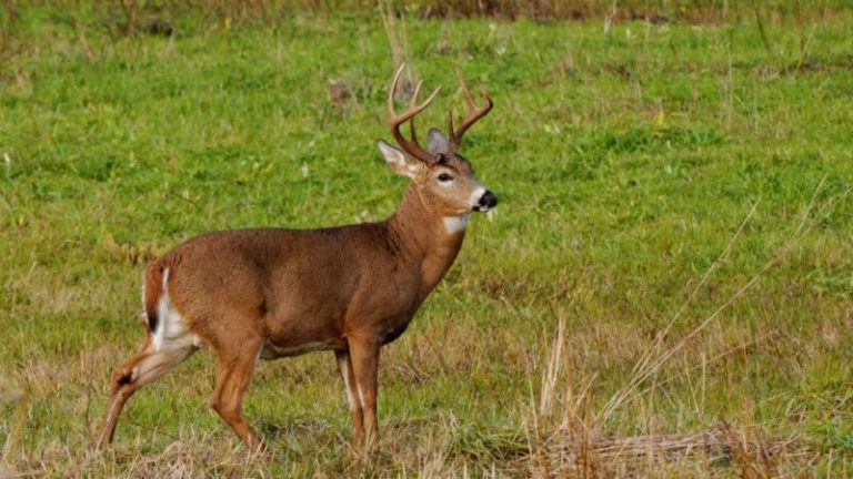 Las mejores áreas de caza pública en Delaware